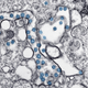 Image microscopique de SARS-CoV-2, le virus qui cause la covid-19 (surligné en bleu).